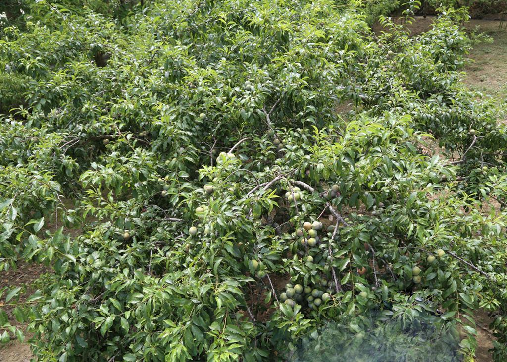 Sa House Bac Ha Apartment Luaran gambar